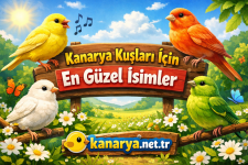 enguzelkanaryaisimlerikanarya.net.png