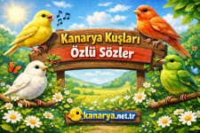 kanaryaozlusozlerkanarya.net.png