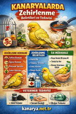kanaryakuslarizehirlenme.png