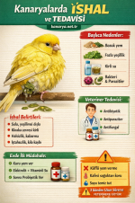 kanaryalardaishalvetedavisikanarya.net.tr.png