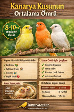 kanaryalarkacyilyasarkanarya.net.tr.png