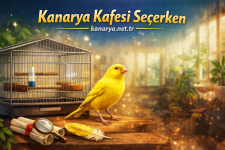 kanaryakuslarindakafessecimikanarya.net.png